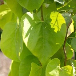 Golden Falls® Redbud Tree -Lanscapes Store Golden Falls Redbud 2