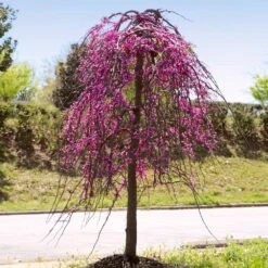 Golden Falls® Redbud Tree -Lanscapes Store Golden Falls Redbud 4