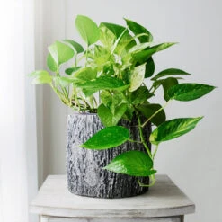Boho House Plant Kit -Lanscapes Store Golden Pothos 1 BB