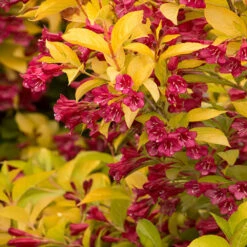 Golden Jackpot® Weigela Shrub -Lanscapes Store Golden jackpot Weigela 2