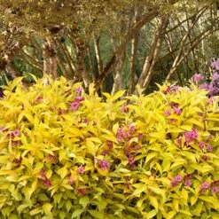 Golden Jackpot® Weigela Shrub -Lanscapes Store Golden jackpot Weigela 3
