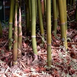 Graceful Bamboo -Lanscapes Store Graceful Bamboo 3 FGT