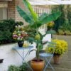 Grand Nain 'Naine' Banana Tree -Lanscapes Store Grand Naine Nain Banana FGT 600x600 ae20a73d 5f5d 4cf4 915c cd72fe2f17a0