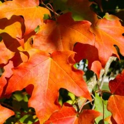 Green Mountain Sugar Maple Tree -Lanscapes Store Green Mountain Sugar Maple 2