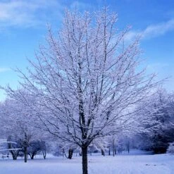 Green Mountain Sugar Maple Tree -Lanscapes Store Green Mountain Sugar Maple 5