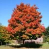 Green Mountain Sugar Maple Tree 2 Green Mountain Sugar Maple Tree -Lanscapes Store Green Mountain Sugar Maple 600x600 1