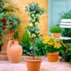 Tangy Green Columnar Apple Tree -Lanscapes Store Green Columnar Apple FG 600x600 aa70b0ea f911 4e52 a020 dc872cd7860c