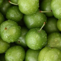 Green Gage Plum -Lanscapes Store Green Gage Plum 4