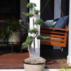 Lanscapes Store -Lanscapes Store Green Mound JUniper 1