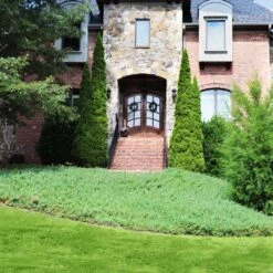 Green Mound Juniper -Lanscapes Store Green Mound Juniper 4