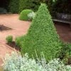 Green Mountain Boxwood Shrub -Lanscapes Store Green Mountain Boxwood FTG 600x600 3a2040a9 99c9 4feb 877a 60d667b84286