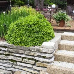 Green Velvet Boxwood Shrub 11 Green Velvet Boxwood Shrub -Lanscapes Store Green Velvet Boxwood 4 FGT