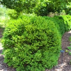 Green Velvet Boxwood Shrub 13 Green Velvet Boxwood Shrub -Lanscapes Store Green Velvet Boxwood 7