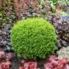 Green Velvet Boxwood Shrub -Lanscapes Store Green Velvet Boxwood FGT 600x600 2f593c96 f544 42e3 b399 d01f27d79900