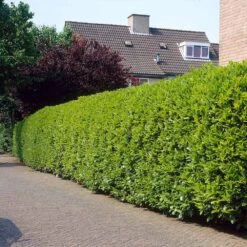 Greenfinity Cherry Laurel -Lanscapes Store Greenfinity Laurel 3 FGT