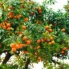 Hamlin Sweet Orange Tree -Lanscapes Store Hamlin Orange FGT 600x600 6b2410e4 cdd2 4121 85d6 6a5985009e41