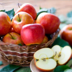 Fuji & Haralson Twisted Apple Tree -Lanscapes Store Harelson