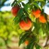 Harvester Peach Tree - USDA Organic -Lanscapes Store Harvest Peach Tree FGT 600x600 61008ff3 adc5 4c69 b7f1 6dad7fb410c0