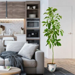 Smoothie Kit -Lanscapes Store Hass Avocado 1 FGT