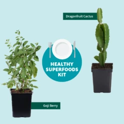 Goji Berry -Lanscapes Store Healthy Superfoods Kit Graphic ceafb56f 8262 49e7 9792 ea28ea2e548e