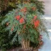 Heavenly Bamboo Nandina Shrub -Lanscapes Store Heavenly Bamboo Nandina FGT 600x600 9f44da95 0e01 4d55 8aa2 ede755c077f9