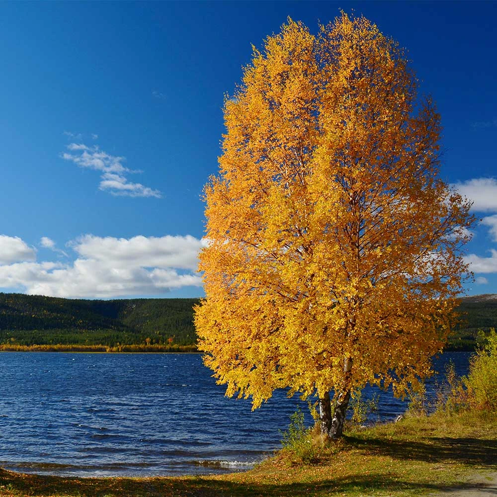 Heritage® River Birch 8 Heritage® River Birch - Image 6