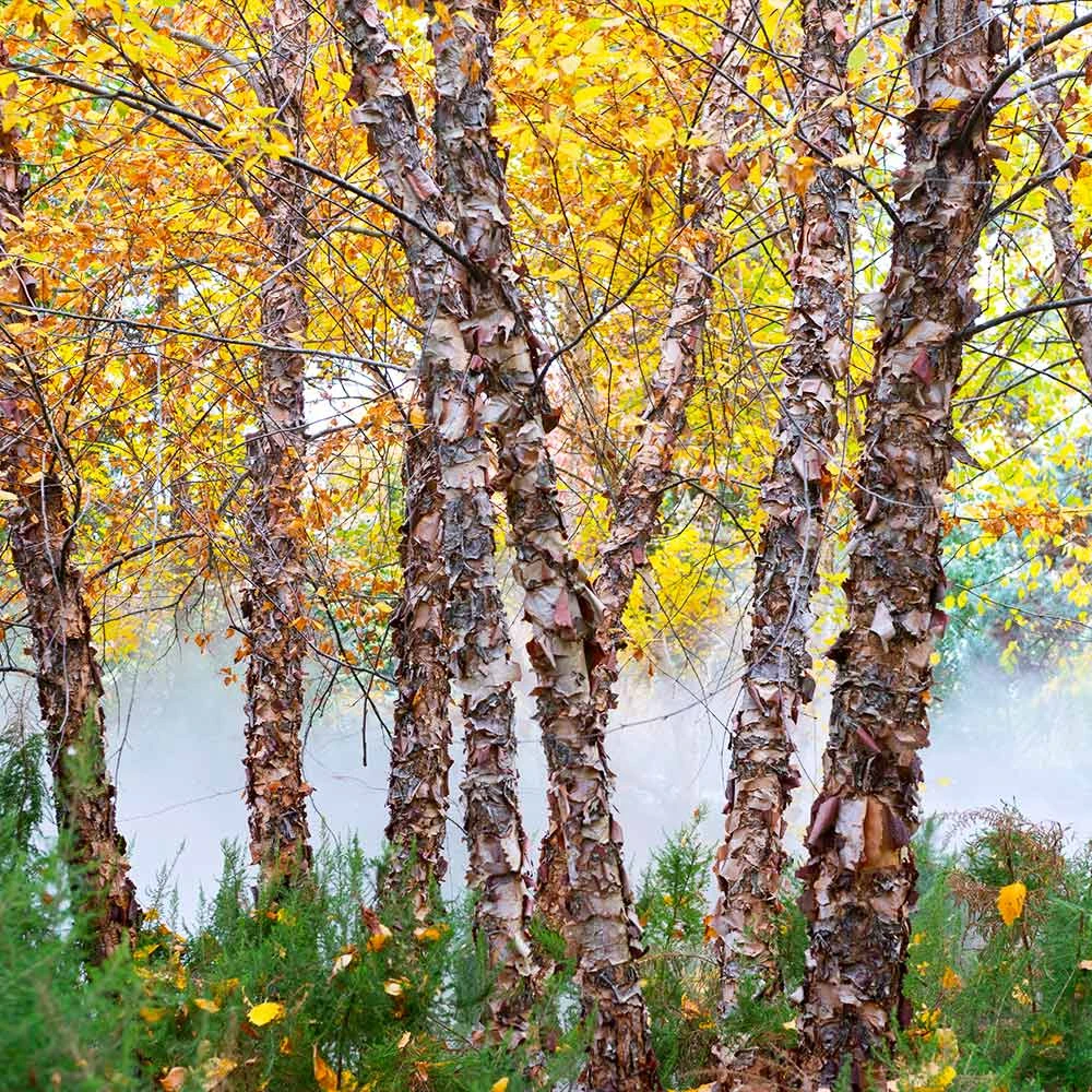 Heritage® River Birch 7 Heritage® River Birch - Image 5