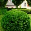 Hetz Midget Thuja Shrub -Lanscapes Store Hetz Midget Thuja FGT 600x600 317e2acc 16e8 4acf b244 cf19612d4675
