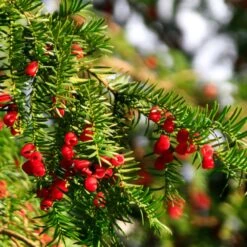 Hicks Yew Tree -Lanscapes Store Hicks Yew7 FGT