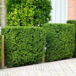 Hicks Yew Tree -Lanscapes Store Hicks Yew 4 FGT