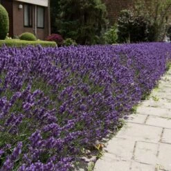 Hidcote Purple Lavender Plant -Lanscapes Store Hidcote Lavender 4 FGT