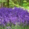 Hidcote Purple Lavender Plant -Lanscapes Store Hidcote Lavender FGT 600x600 79b77455 a993 45c2 8750 169020b8fab3