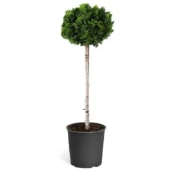 Dwarf Hinoki Cypress Tree -Lanscapes Store Hinoki Cypress Standard 1