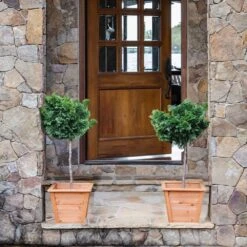 Dwarf Hinoki Cypress Tree -Lanscapes Store Hinoki Cypress Standard 2 6bc85b90 3eec 439f 92d1 ae3e8dfe164a