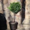 Dwarf Hinoki Cypress Tree -Lanscapes Store Hinoki Cypress Standard FGT 600x600 89ae3964 7196 49ed 9f4e 0670e430fcf5