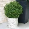Gem Box® Holly Shrub 2 Gem Box® Holly Shrub -Lanscapes Store Holly Gem Box FGT 600x600 c7245634 5435 4fd3 8af4 9df9d91e4414