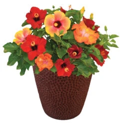 Bloom Bash® Hollywood® Hibiscus -Lanscapes Store Hollywood Hibiscu BLoom Bash 1