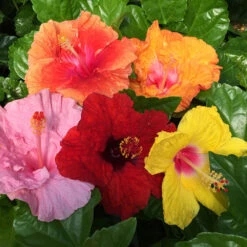 Bloom Bash® Hollywood® Hibiscus -Lanscapes Store Hollywood Hibiscu BLoom Bash 2
