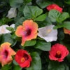 Bloom Bash® Hollywood® Hibiscus -Lanscapes Store Hollywood Hibiscu BLoom Bash 3
