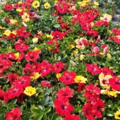 Bloom Bash® Hollywood® Hibiscus -Lanscapes Store Hollywood Hibiscu BLoom Bash 5