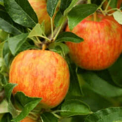 Honeycrisp™ & McIntosh Twisted Apple Tree -Lanscapes Store Honeycrisp Apple 1 FGT 29d88901 4847 40f3 be78 29c8a4b6351a