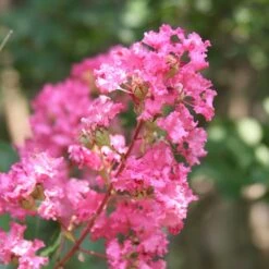 Hopi Crape Myrtle -Lanscapes Store Hopi Crape Myrtle 1