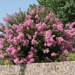 Hopi Crape Myrtle -Lanscapes Store Hopi Crape Myrtle 5