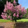 Hopi Crape Myrtle 2 Hopi Crape Myrtle -Lanscapes Store Hopi Crape Myrtle FGT 600x600 f056a88a 0534 44fb 9b52 5b38e7e51bd1