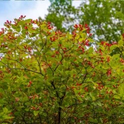 Hot Wings® Maple Tree 11 Hot Wings® Maple Tree -Lanscapes Store Hot Wings Tartarian Maple 3