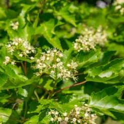 Hot Wings® Maple Tree 13 Hot Wings® Maple Tree -Lanscapes Store Hot Wings Tartarian Maple 5