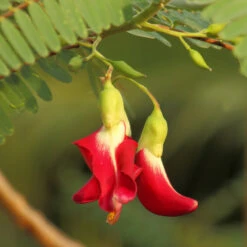Red Hummingbird Tree (Sesbania Grandiflora) -Lanscapes Store Hummingbird Tree 5 FGT