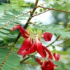 Red Hummingbird Tree (Sesbania Grandiflora) -Lanscapes Store Hummingbird Tree FGT 600x6007 b68c261a 4975 472f 9834 447c6834b8ef
