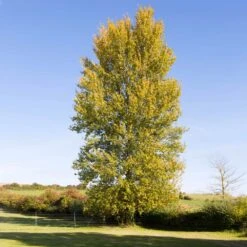 Superior Hybrid Poplar Tree 9 Superior Hybrid Poplar Tree -Lanscapes Store Hybrid Poplar 3