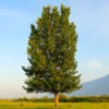 Superior Hybrid Poplar Tree -Lanscapes Store Hybrid Poplar FGT 600x600 983a4ec6 0fdc 414b afee 5d483d831daa